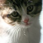 92直播吧:畅享高清体育赛事直播平台 3df36d7ov