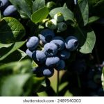 92体育直播:畅享高清赛事,尽在指尖精彩 loj25