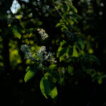 NBA绿色直播吧:畅享高清流畅的篮球赛事直播体验 5243v3