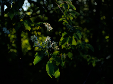 NBA绿色直播吧:畅享高清流畅的篮球赛事直播体验 NBA绿色直播吧:畅享高清流畅的篮球赛事直播体验
